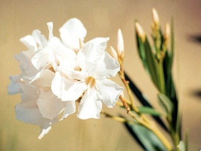 5-National-Symbols-White-Butterfly-Jasmine