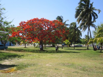 6-Climate-Tree-1024x768